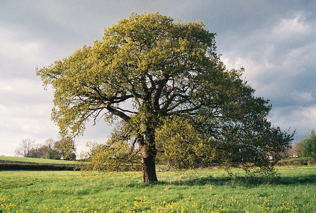 Makeney Tree.JPG